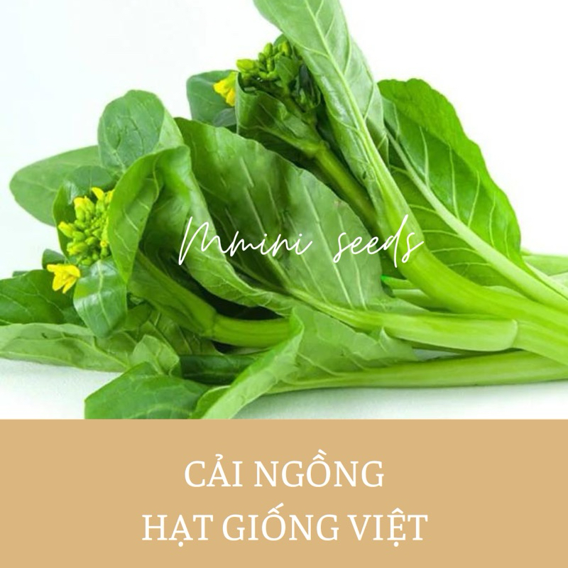 Hạt giống cải ngọt ăn bông