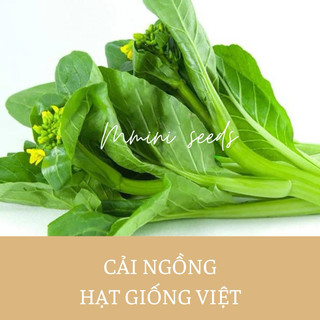 Hạt giống cải ngọt ăn bông