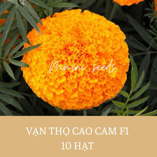 Hạt giống f1 hoa vạn thọ lùn cam