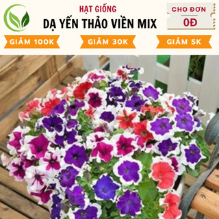 Hạt giống dạ yến thảo viền mix - chất lượng cao, dễ trồng, nở rực rỡ