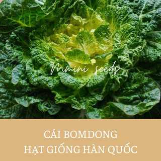 Hạt giống cải bomdong Hàn quốc