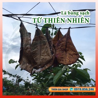 Lá bàng sạch - 05 lá - Lá bàng ổn định nước cho bể cá
