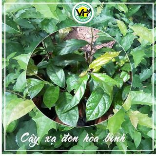 Xạ đen Hoà Bình khô- bịch 1kg