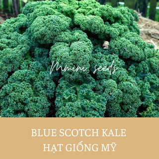 Hạt giống cải xoăn kale lùn siêu xoắn blue scotch