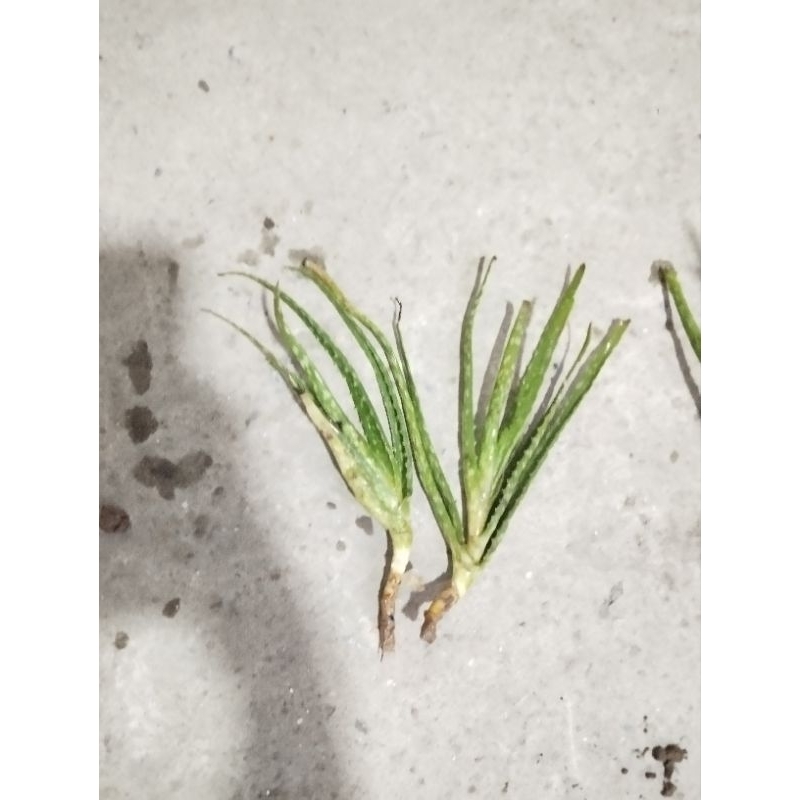 Combo 10 cây giống nha đam, lô hội 10 cm giống nha đam Mỹ