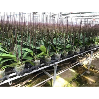 Que cắm hồ điệp nâu 80cm và 1m2