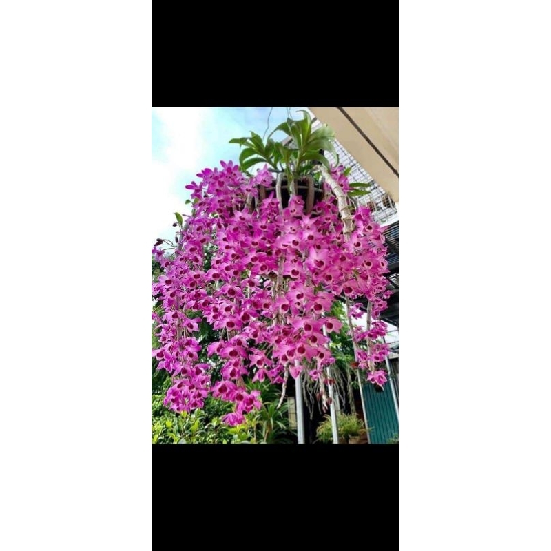 Trầm tím rừng thuần chậu