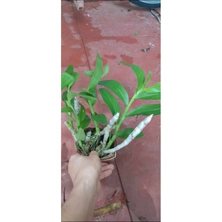 Trầm tím rừng thuần chậu