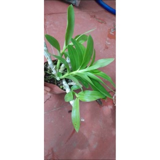 Trầm tím rừng thuần chậu