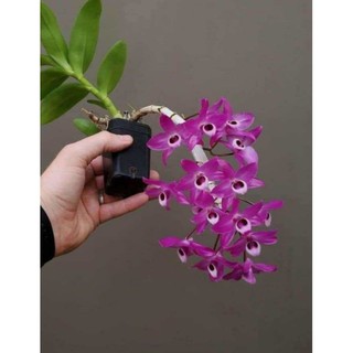 Trầm tím rừng thuần chậu
