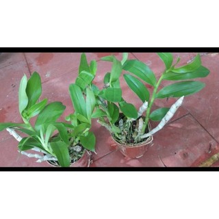 Trầm tím rừng thuần chậu