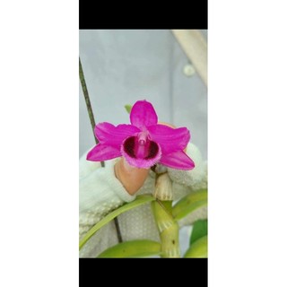 Trầm tím rừng thuần chậu