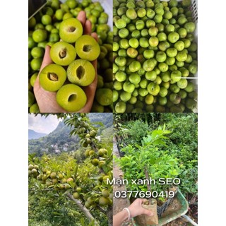 Cây giông mận seo xanh