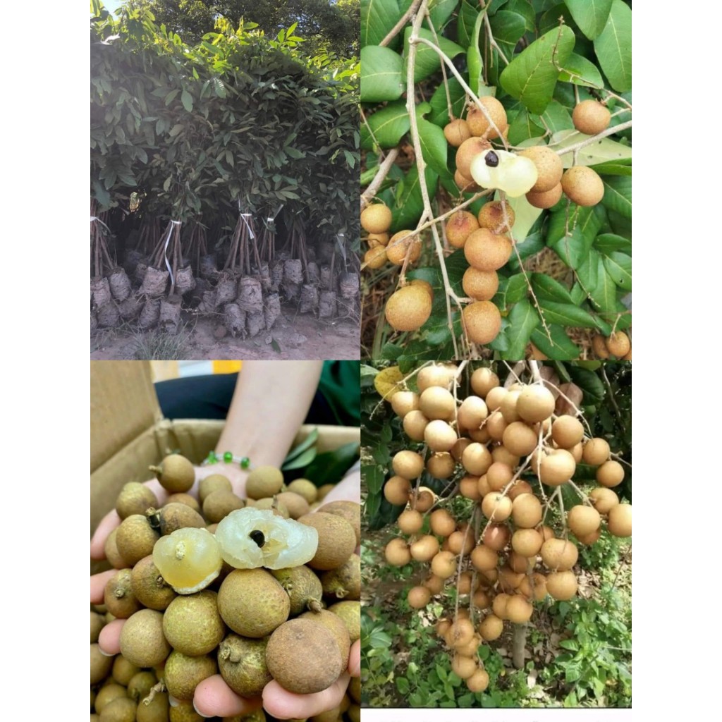 Cây giống nhãn bắp cải ( Thanh nhãn)