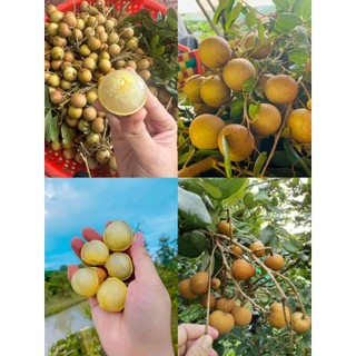 Cây giống nhãn xuồng cơm vàng