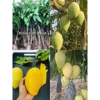 Cây giống xoài cát Hòa Lộc