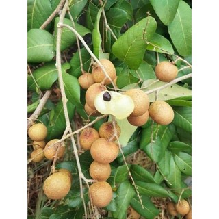Cây giống nhãn bắp cải ( Thanh nhãn)