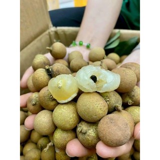 Cây giống nhãn bắp cải ( Thanh nhãn)