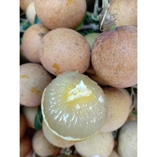 Cây giống nhãn bắp cải ( Thanh nhãn)