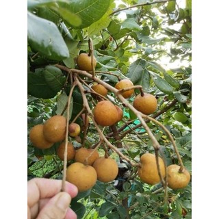 Cây giống nhãn bắp cải ( Thanh nhãn)