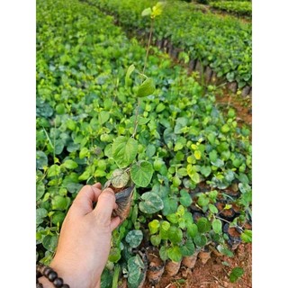 Cây  giống đẳng sâm (sâm nam)