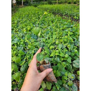 Cây  giống đẳng sâm (sâm nam)