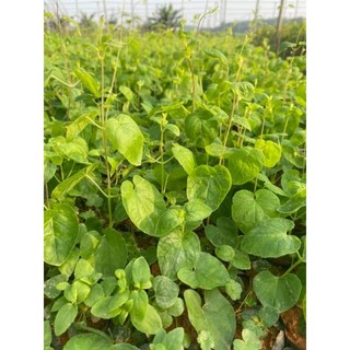 Cây  giống đẳng sâm (sâm nam)