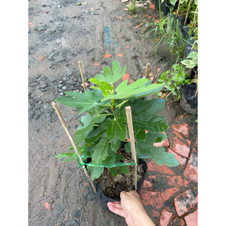 Chậu nhựa mềm Sung Mỹ giống