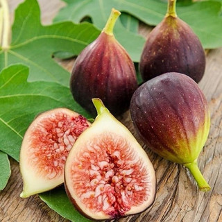 Cây giống sung mỹ