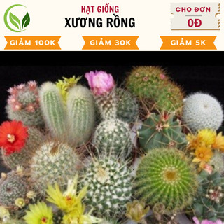 Hạt giống hoa xương rồng mix - chất lượng cao, dễ trồng, nở rực rỡ