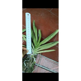Chồn trắng thái