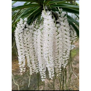 Chồn trắng thái