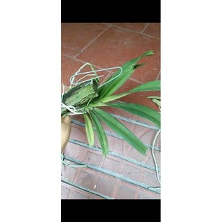 Chồn trắng thái