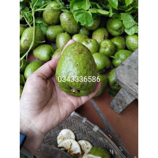 Quả bình bát phơi khô 1kg