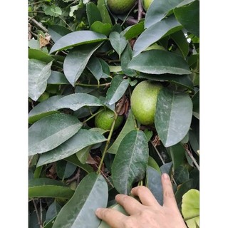 quả bình bát phơi khô 1kg