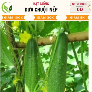 Hạt giống dưa chuột nếp - chất lượng cao, dễ trồng, năng suất tốt