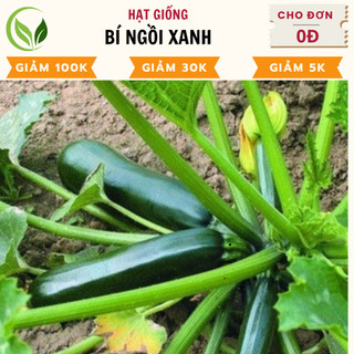 Hạt Giống Bí Ngồi Xanh  - Chất Lượng Cao, Dễ Trồng, Năng Suất Tốt