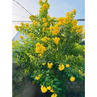 Cây giống huỳnh liên ( hoàng yến chuông vàng)