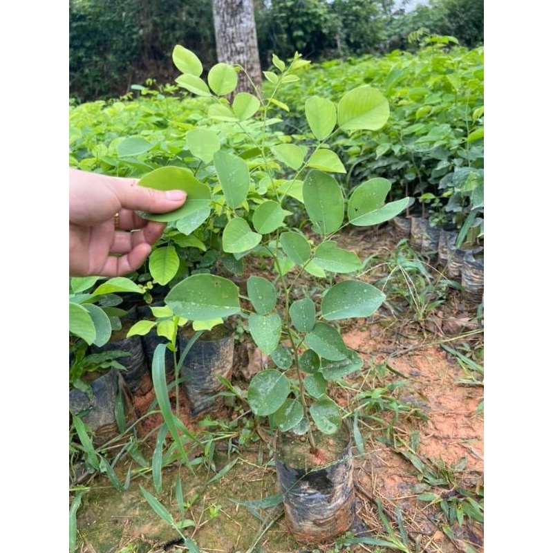 Cây giống gỗ trắc đỏ