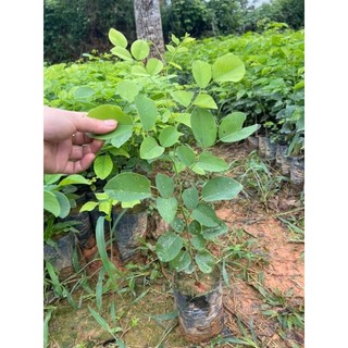 Cây giống gỗ trắc đỏ