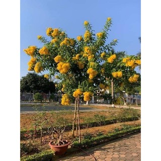 Cây giống huỳnh liên ( hoàng yến chuông vàng)