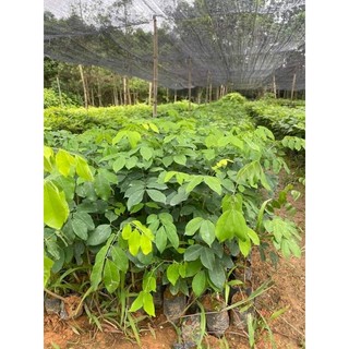 Cây giống gỗ trắc đỏ