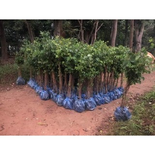 Cây giống gỗ trắc đỏ