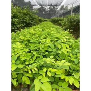 Cây giống gỗ trắc đỏ
