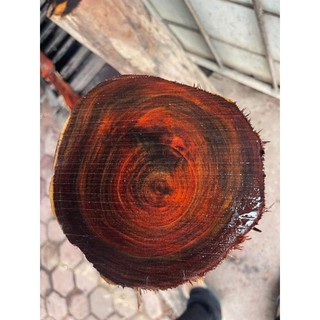 Cây giống gỗ trắc đỏ