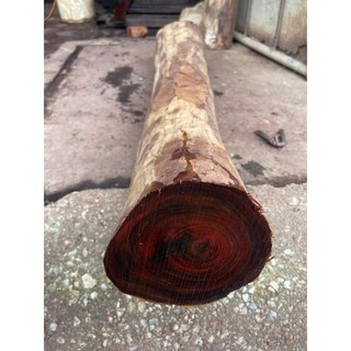 Cây giống gỗ trắc đỏ