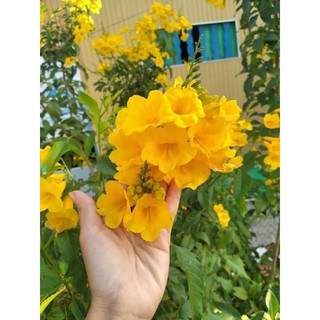 Cây giống huỳnh liên