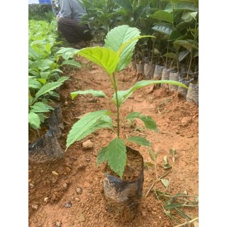 Cây giống huỳnh liên ( hoàng yến chuông vàng)