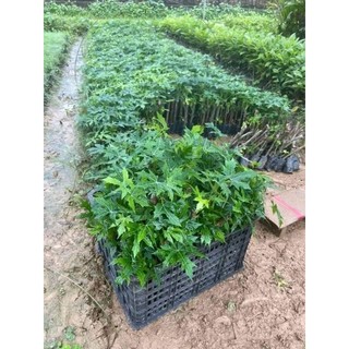 Combo 10 cây rau mỳ chính cây có bầu đất