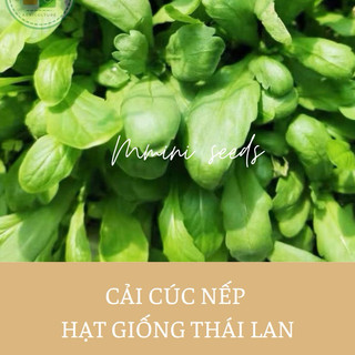 1gr Hạt giống cải cúc nếp Thái Lan